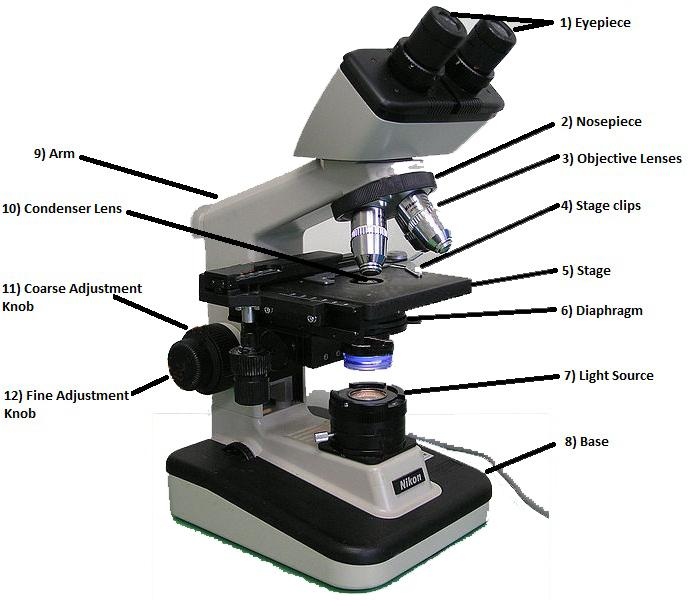 Different parts of a compound light microscope.
